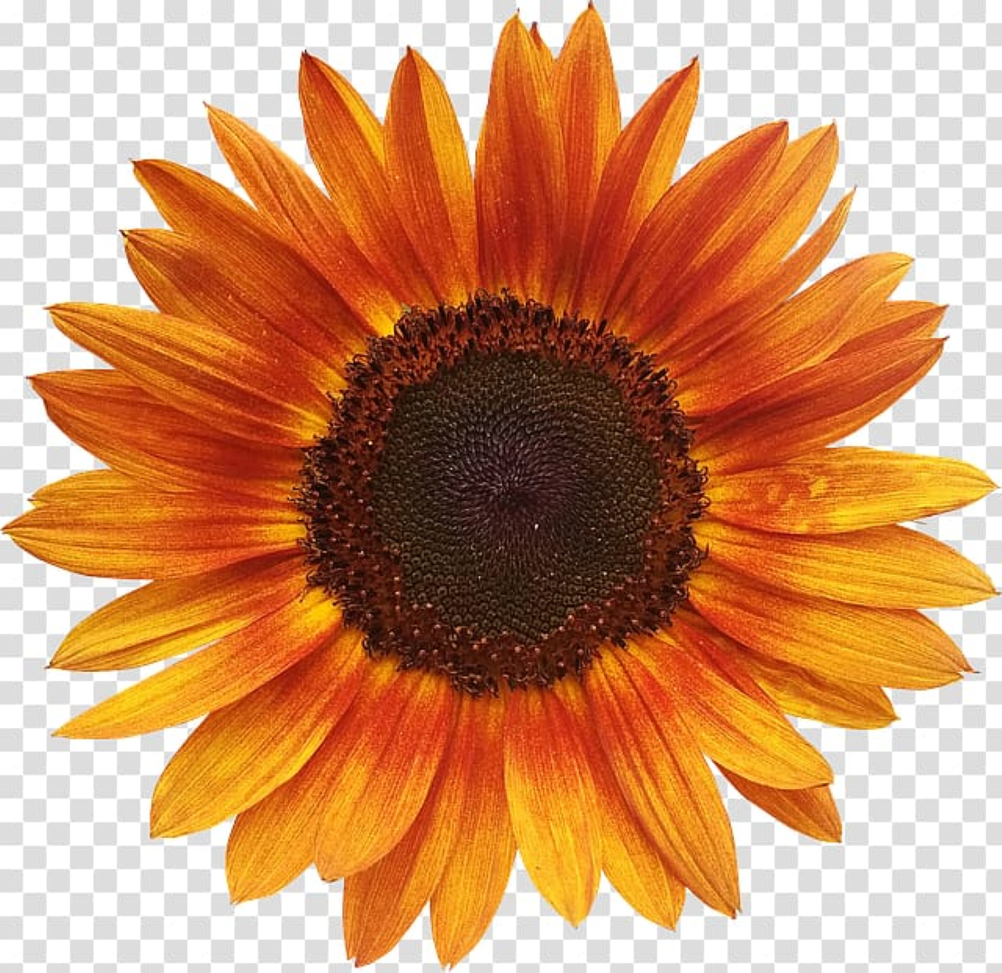 RANCO SUNFLOWERS SPICY 